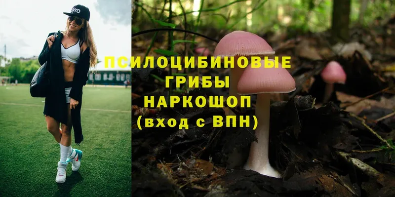 Псилоцибиновые грибы Psilocybe  Новороссийск 